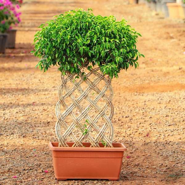 Ficus Bonsai Vertical Braided Arrangement - Plant