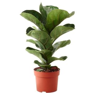 Ficus Lyrata Bambino, Dwarf Fiddle Leaf Fig - Plant