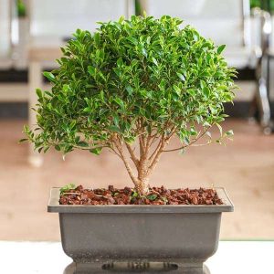 Ficus microcarpa Bonsai- Plant