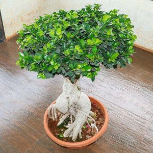 Ficus Panda Bonsai - Plant