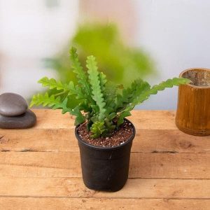 Fishbone Cactus - Succulent Plant