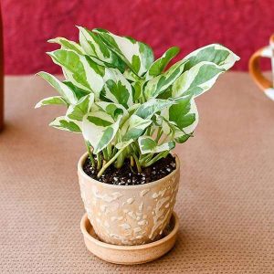 Flawless Money Plant with Ceramic Pot for Success