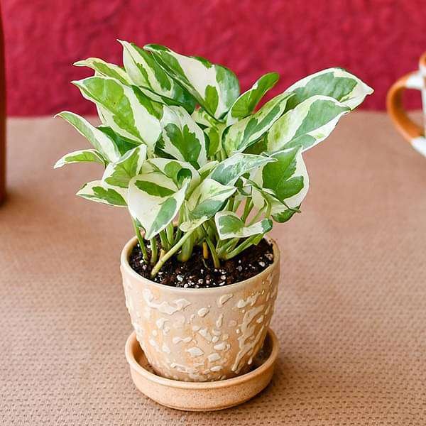 Flawless Money Plant with Ceramic Pot for Success