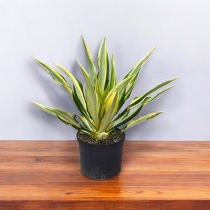 Furcraea foetida Plant - Mauritius hemp