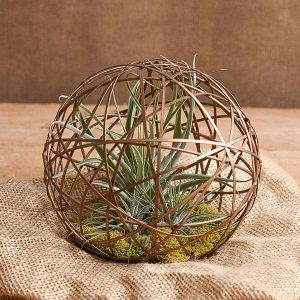 Geo Ball - Air Plant