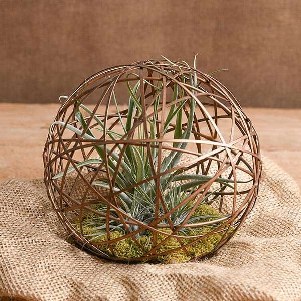 Geo Ball - Air Plant