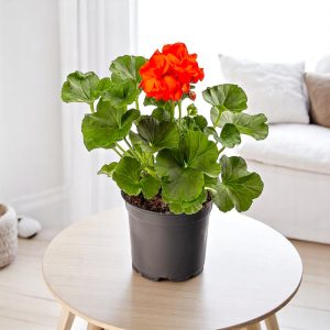 Geranium Orange Plant