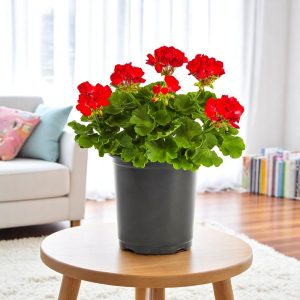Geranium Red Plant