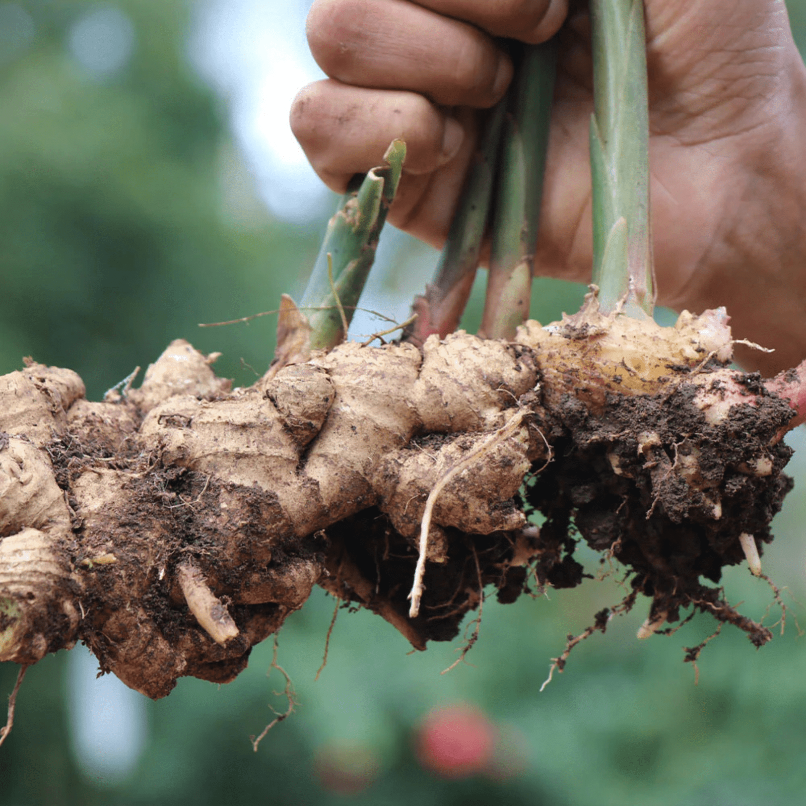 Ginger/अदरक (Zingiber officinale) Spice Plant