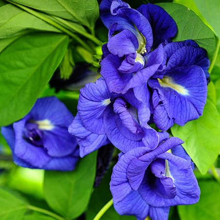 Gokarna Blue (Aprajita) Double Petal Plant