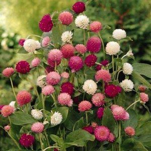 Gomphrena Mixed Color - Desi Flower Seeds