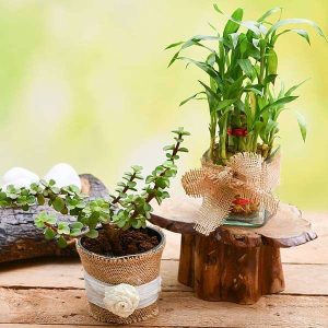 Good Luck Plant Combo