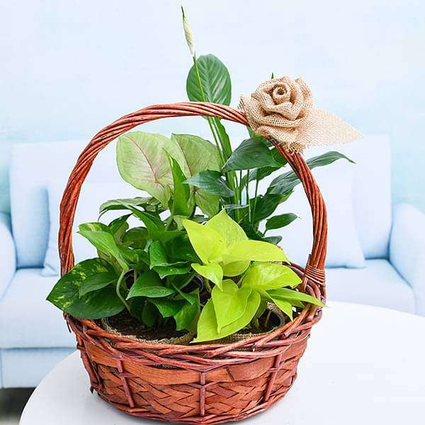 Green basket of Love with Jute Rose