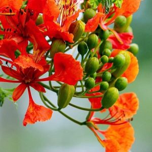 Gulmohar Plant - Delonix Regia