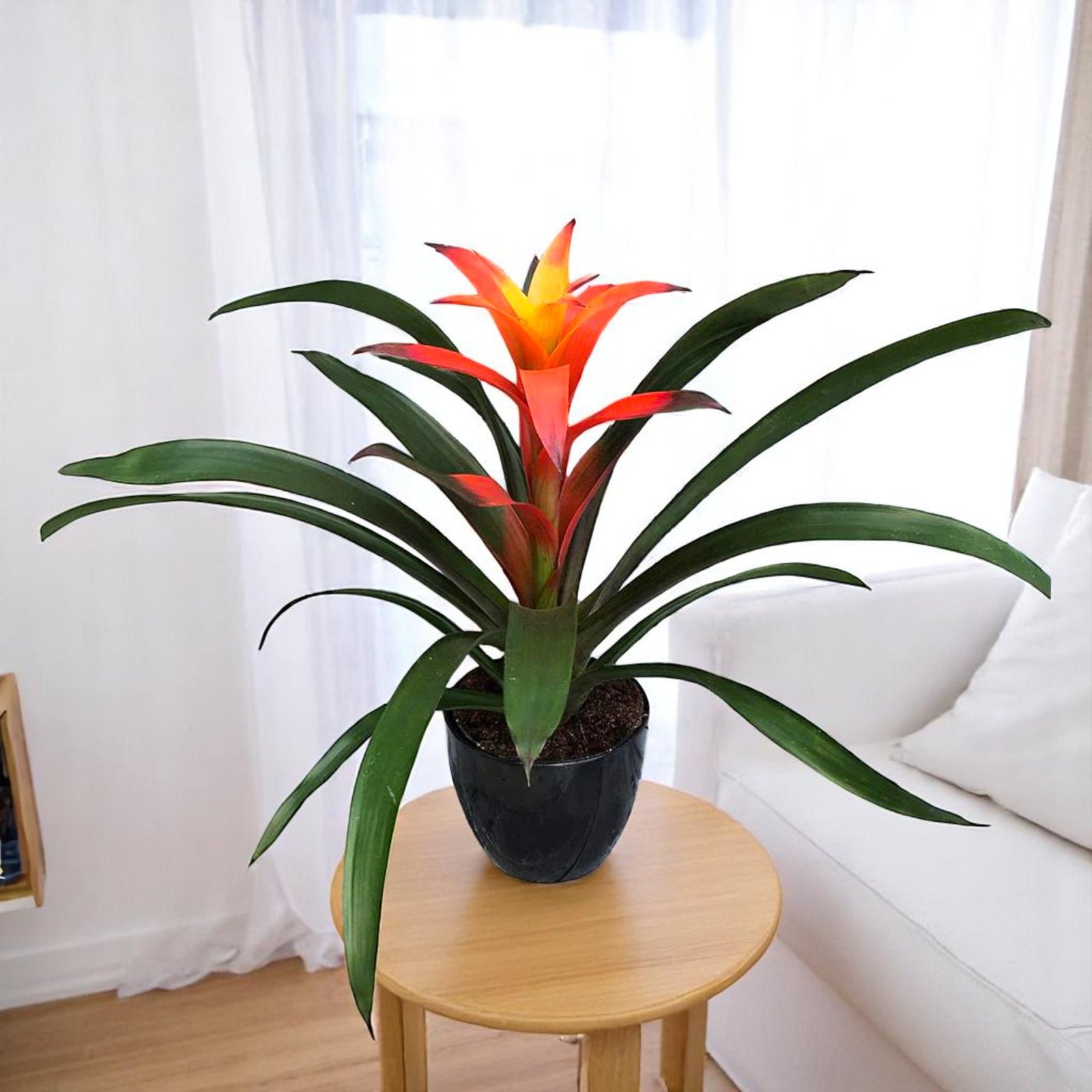 Guzmania Orange Plant - Indoor Flower Plant