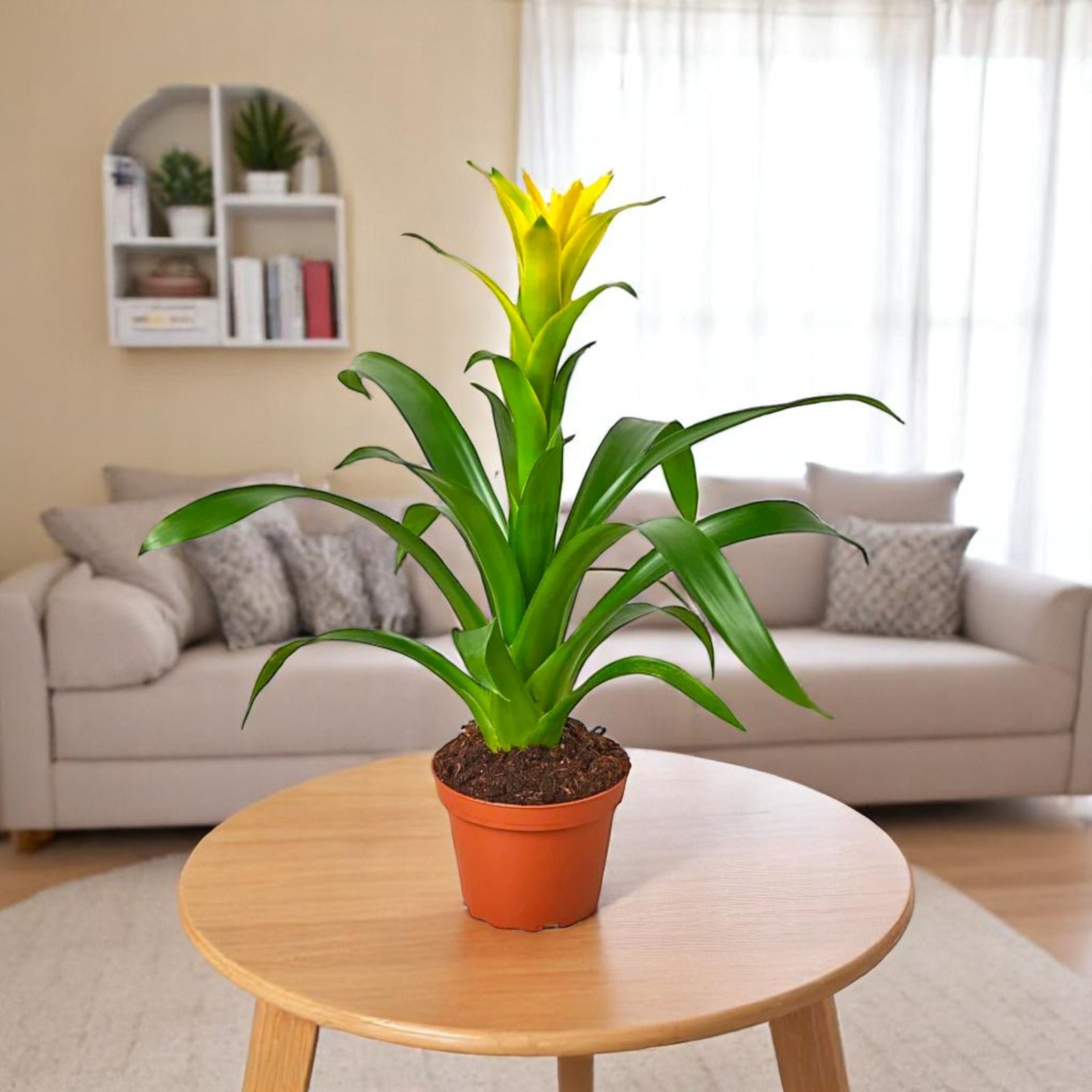 Guzmania Yellow Plant - Indoor Flower Plant