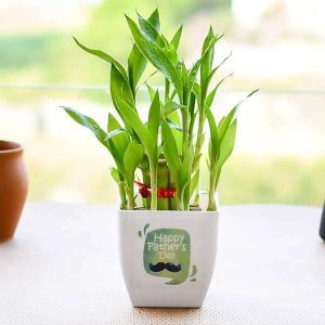 Happy 2 Layer Lucky Bamboo for Happy Fathers Day