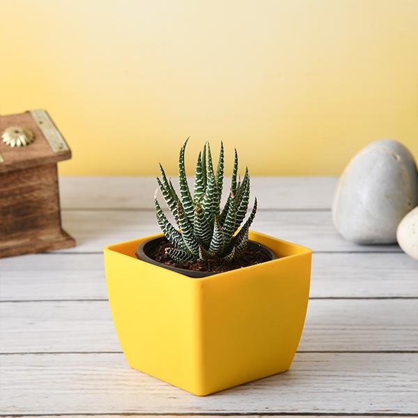 Haworthia margaritifera, Pearl Plant - Succulent Plant