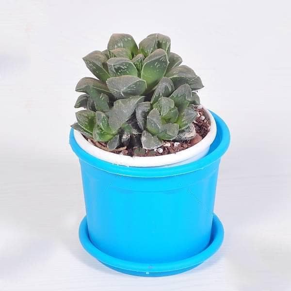 Haworthia pygmaea - Succulent Plant