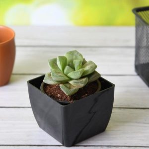 Haworthia truncata Green Rose - Succulent Plant