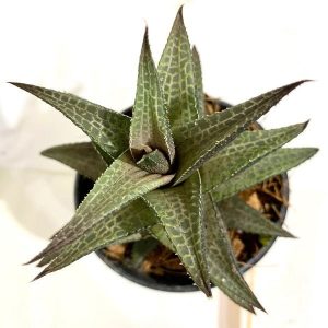 Haworthia venosa, Star Window Haworthia - Succulent Plant