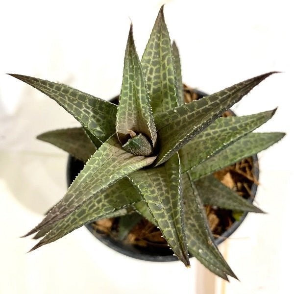 Haworthia venosa, Star Window Haworthia - Succulent Plant