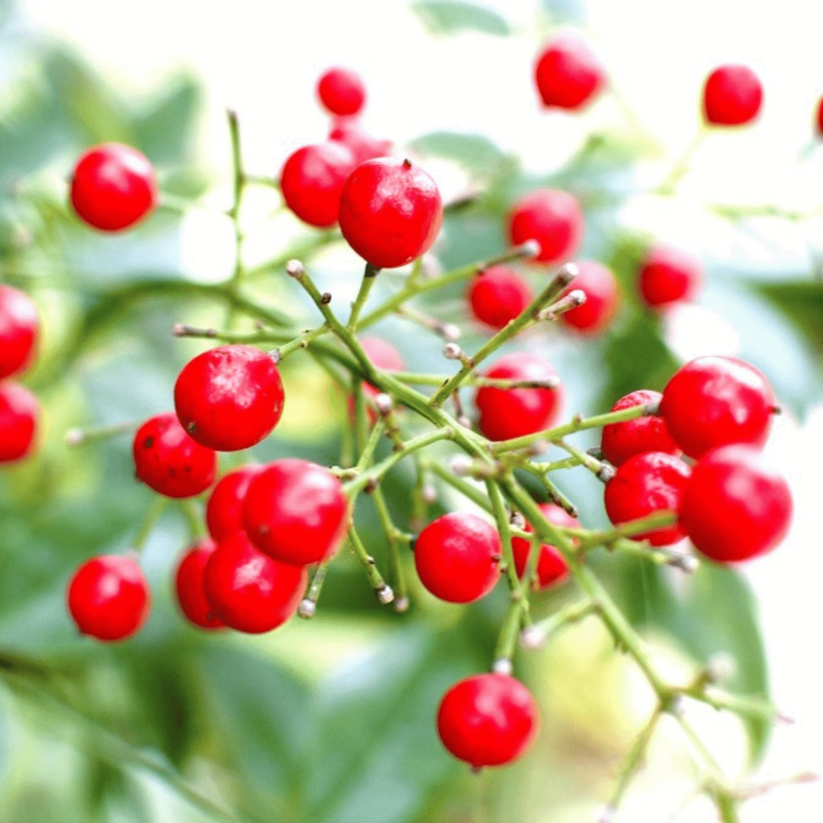 Heavenly Bamboo (Nandina domestica) Medicinal Live Plant