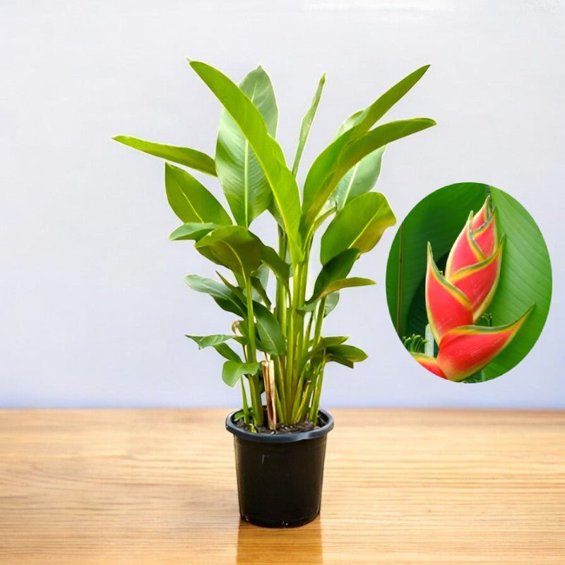 Heliconia Wagneriana Plant