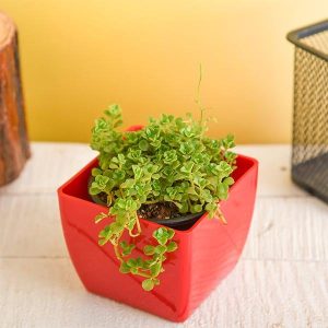 Helxine soleirolii, Baby Tears - Succulent Plant