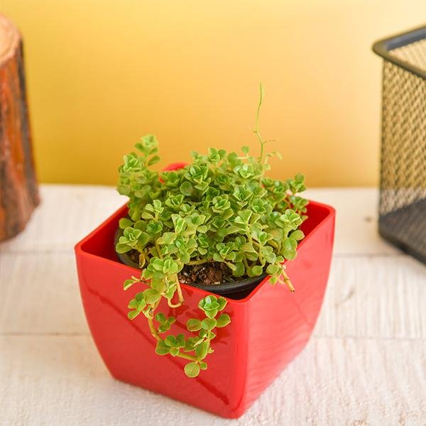 Helxine soleirolii, Baby Tears - Succulent Plant