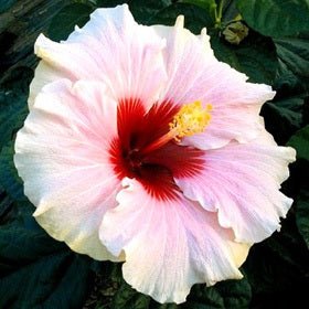 Hibiscus Dwarf - High Voltage, Jaswand, Gudhal