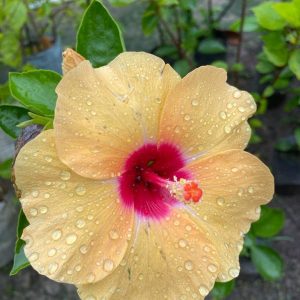 Hibiscus Plants for Sale | Buy Hibiscus Plant Online | Hibiscus Plants near me | Hibiscus Flower Plant for Sale
