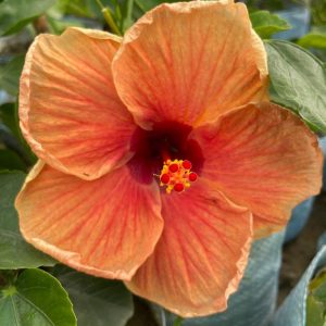 Hibiscus Plants for Sale | Buy Hibiscus Plant Online | Hibiscus Plants near me | Hibiscus Flower Plant for Sale