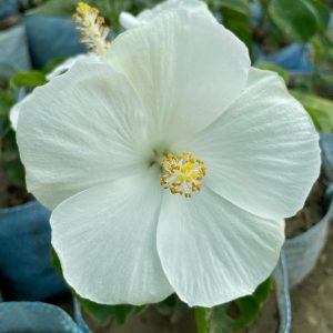 Hibiscus Plants for Sale | Buy Hibiscus Plant Online | Hibiscus Plants near me | Hibiscus Flower Plant for Sale