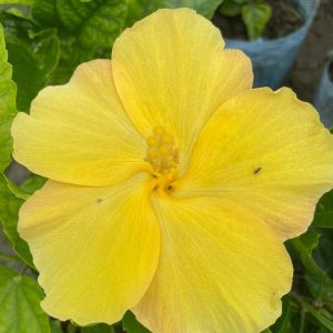 Hibiscus Plants for Sale | Buy Hibiscus Plant Online | Hibiscus Plants near me | Hibiscus Flower Plant for Sale