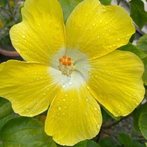 Hibiscus Plants for Sale | Buy Hibiscus Plant Online | Hibiscus Plants near me | Hibiscus Flower Plant for Sale
