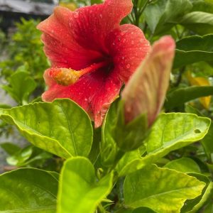 Hibiscus Plants for Sale | Buy Hibiscus Plant Online | Hibiscus Plants near me | Hibiscus Flower Plant for Sale