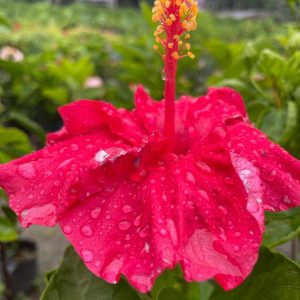 Hibiscus Plants for Sale | Buy Hibiscus Plant Online | Hibiscus Plants near me | Hibiscus Flower Plant for Sale