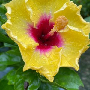 Hibiscus Plants for Sale | Buy Hibiscus Plant Online | Hibiscus Plants near me | Hibiscus Flower Plant for Sale