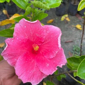 Hibiscus Plants for Sale | Buy Hibiscus Plant Online | Hibiscus Plants near me | Hibiscus Flower Plant for Sale