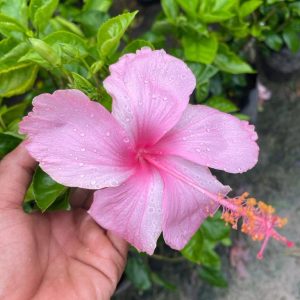 Hibiscus Plants for Sale | Buy Hibiscus Plant Online | Hibiscus Plants near me | Hibiscus Flower Plant for Sale