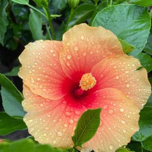 Hibiscus Plants for Sale | Buy Hibiscus Plant Online | Hibiscus Plants near me | Hibiscus Flower Plant for Sale