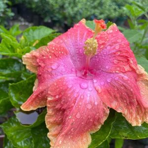 Hibiscus Plants for Sale | Buy Hibiscus Plant Online | Hibiscus Plants near me | Hibiscus Flower Plant for Sale
