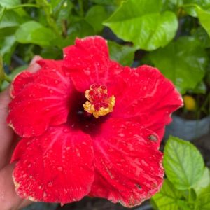 Hibiscus Plants for Sale | Buy Hibiscus Plant Online | Hibiscus Plants near me | Hibiscus Flower Plant for Sale