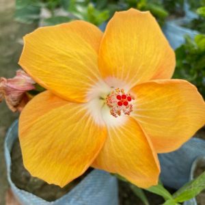 Hibiscus Plants for Sale | Buy Hibiscus Plant Online | Hibiscus Plants near me | Hibiscus Flower Plant for Sale