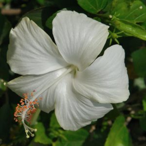 Hibiscus White Desi - Flowering Plant