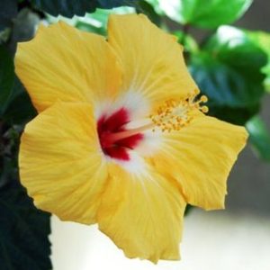 Hibiscus Yellow Plant - Jaswand, Gudhal