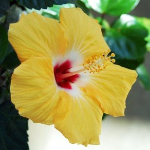 Hibiscus Yellow Plant - Jaswand, Gudhal