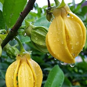 Hirwa Chafa Plant - Hari Champa, Green Champa