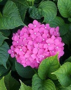 Hybrid Hydreangea Plant